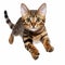 Cute bengal cat jumping on a white background
