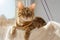 Cute Bengal cat resting on a cat bed near the window at home