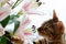 cute Bengal cat sniffs lilly flowers, close up