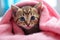 Cute bengal kitten hiding under pink blanket, close up, Cute tabby cat wrapped in pink towel with blue eyes, AI Generated