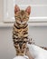 A cute Bengal kitten sitting on the arm of a sofa