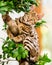 A cute Bengal kitten sitting in a bonsai tree