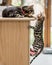 A cute Bengal kitten trying to climb where another cat is sitting