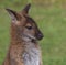 Cute Bennet Kangaroo on a meadow