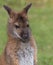 Cute Bennet Kangaroo on a meadow