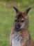 Cute Bennet Kangaroo on a meadow
