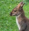 Cute Bennet Kangaroo on a meadow