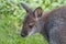 Cute Bennet Kangaroo on a meadow