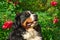 Cute Bernese Mountain Dog