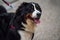 Cute bernese mountain dog portrait