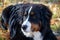 Cute bernese mountain dog puppy is lying in the autumn foliage. Berner sennenhund or bernese cattle dog.