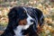Cute bernese mountain dog puppy is lying on a autumn meadow. Berner sennenhund or bernese cattle dog. Three month old.