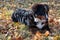 Cute bernese mountain dog puppy is lying in the dry autumn foliage. Berner sennenhund or bernese cattle dog.