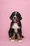 Cute Bernese Mountain dog wearing a pink scarf on a pink background