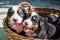 Cute Bernese Mountain Dogs puppies