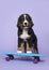 Cute bernese moutain dog puppy on a skateboard on a purple background