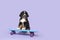 Cute bernese moutain dog puppy on a skateboard on a purple background