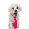 Cute bichon dog feeling shocked, wearing a pink tie
