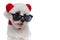 Cute bichon dog wearing fluffy ears, sticking out tongue