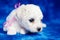 Cute Bichon Frise Puppy with a Pink Bow