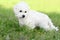 Cute Bichon Frise puppy posing on a green meadow outdoors against a blurred background. Portrait shot