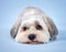 Cute Bichon Havanese dog.