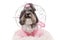 Cute Bichon Havanese dog, dressed up for Halloween