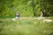 Cute Bichon Havanese dog with summer haircut enjoying the sun on a beautiful, green clearing. Selective focus, shallow depth of fi