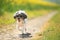 Cute Bichon Havanese dog with summer haircut running on a path between blurred rape flowers in blossom, on a sunny day