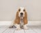 Cute bicolor basset hound puppy sititng looking at the camera in