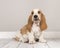 Cute bicolor basset hound puppy sitting and looking up in a gray