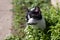 Cute bicolor black and white cat smelling grass while playing outside