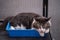 Cute bicolor cat resting in a small blue box.