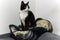 Cute bicolor cat sitting on a big cushion