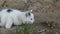 Cute bicolor kitten lurking at dried fallen chestnut tree leaf