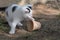 Cute bicolor male kitten is rolling small ceramic flower pot