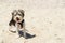 Cute Biewer Yorkshire Terrier puppy on beach