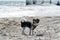 Cute Biewer Yorkshire Terrier puppy on sea beach.