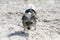 Cute Biewer Yorkshire Terrier puppy on sea beach.