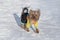 Cute biewer yorkshire terrier puppy is walking on a white snow in the winter park. Pet animals