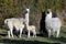 Cute big and baby llamas standing together in a park