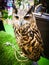 Cute big brown Horned owls wild bird standing alone.