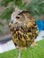 A Cute big brown Horned owls wild bird standing alone.