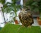 A Cute big brown Horned owls wild bird standing alone with eyes closing.