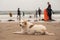 Cute big dog on a beach, Surfers in the background out of focus. Outdoor activity. Animal care and life guard. Strandhill, county