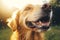 Cute big happy smiling wet muzzle Golden Retriever dog enjoying looking up walk after rain outside. Funny pet portrait
