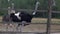 Cute big ostriches walking on farm field.