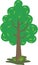 cute big pine tree with long plain green leaves