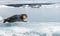 Cute big seal over ice with Glacier Lagoon