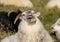 Cute big white ram laughing sheep with big horns. Iceland.